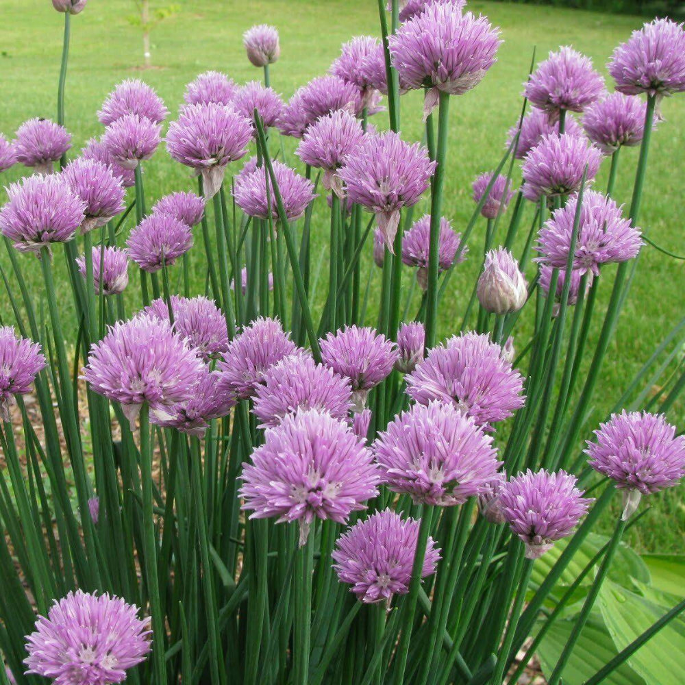 500 Onion Chives Vegetable Seeds | www.seedsplantworld.com