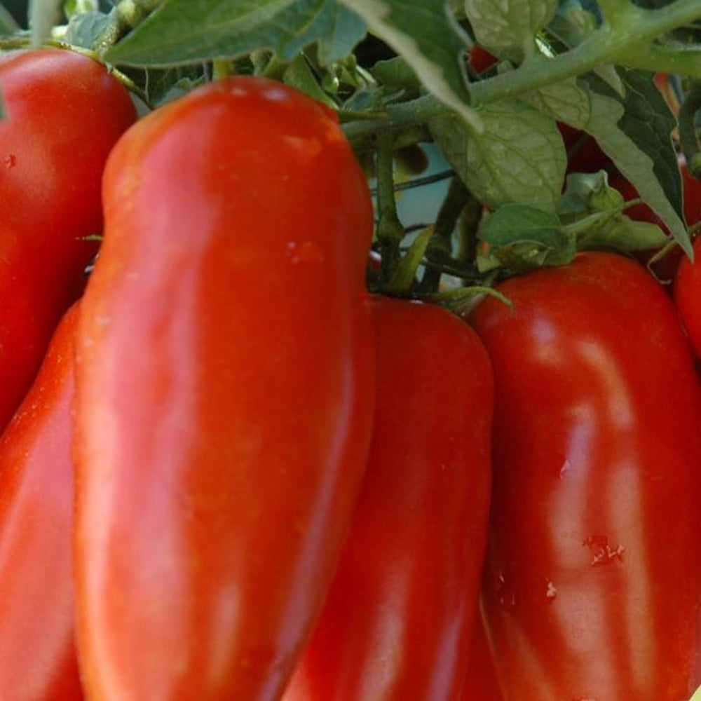 100 San Marzano Tomato Heirloom Non-GMO Vegetable Seeds | www.seedsplantworld.com