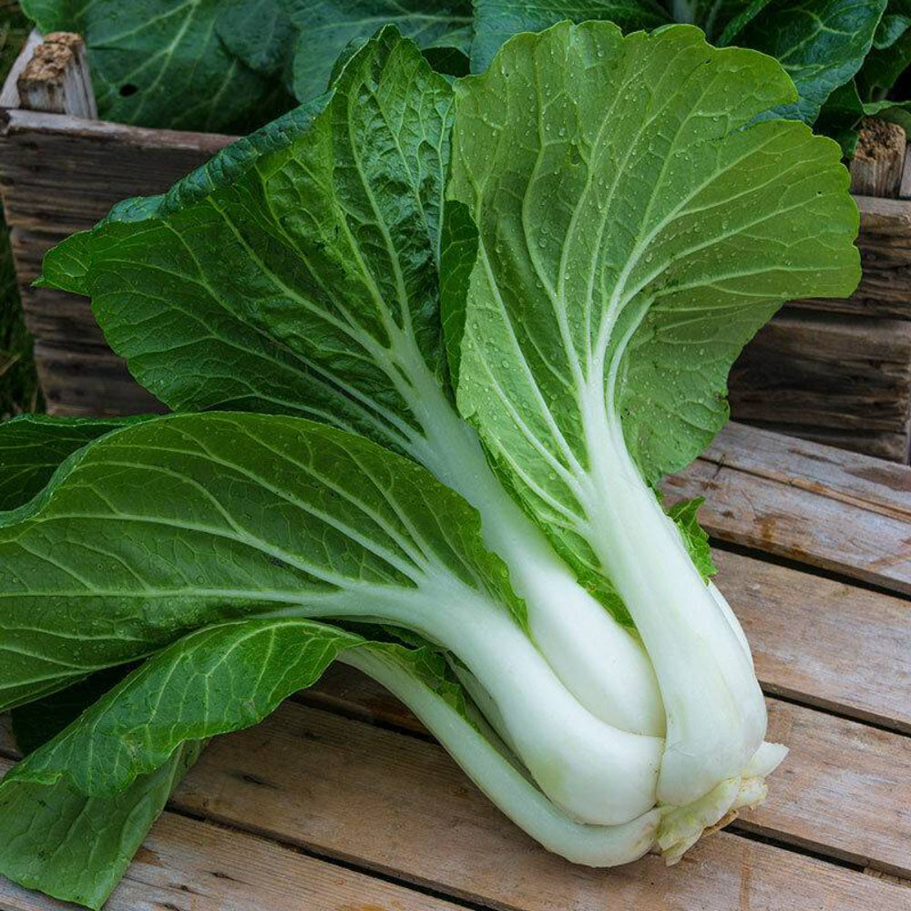 800 Pak Choi (Chinese Cabbage Bok Choy) Non-GMO Vegetable Seeds | www.seedsplantworld.com