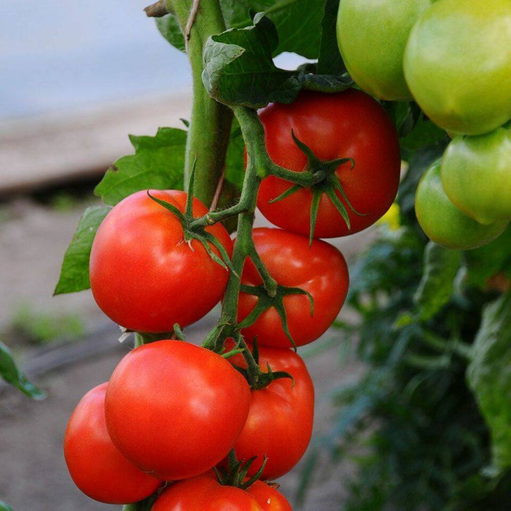 100 Beefsteak Tomato Heirloom Non-GMO Vegetable Seeds | www.seedsplantworld.com