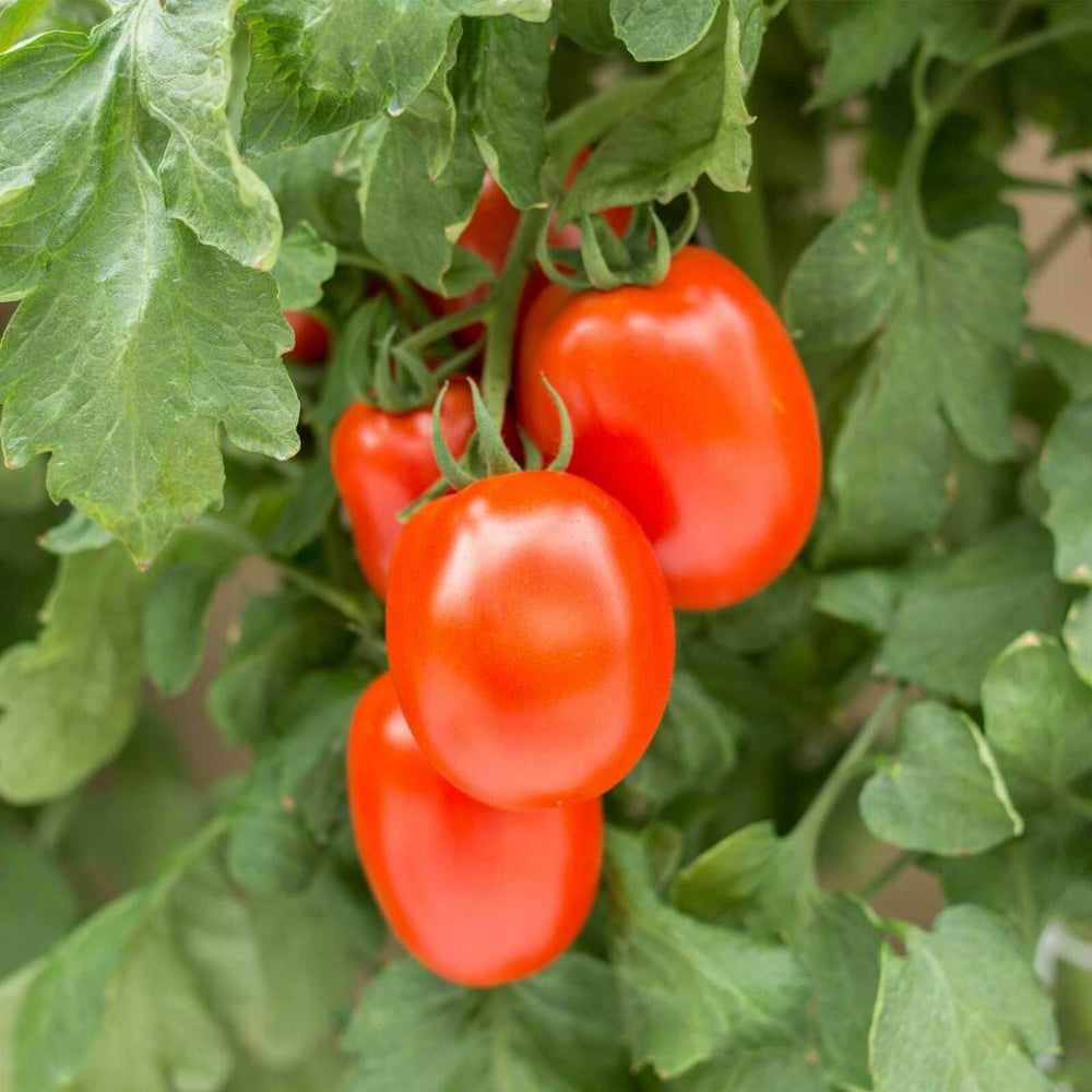 100 Roma Tomato Determinate Non-GMO Heirloom Vegetable Seeds | www.seedsplantworld.com