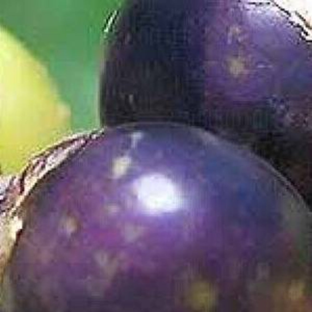 40 Purple Tomato Tomatillo Rare Non-GMO Vegetable Seeds | www.seedsplantworld.com