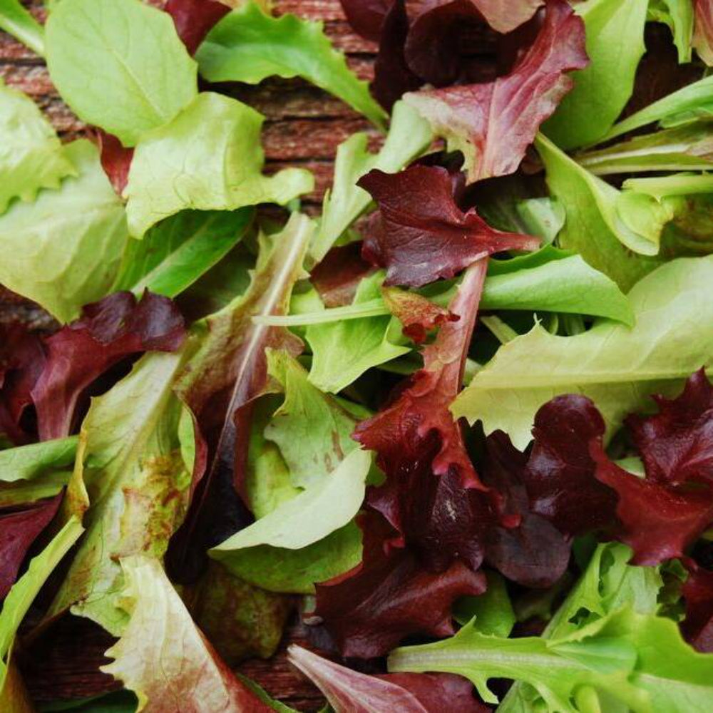 500 Gourmet Mixed Lettuce Non-GMO Vegetable Seeds | www.seedsplantworld.com