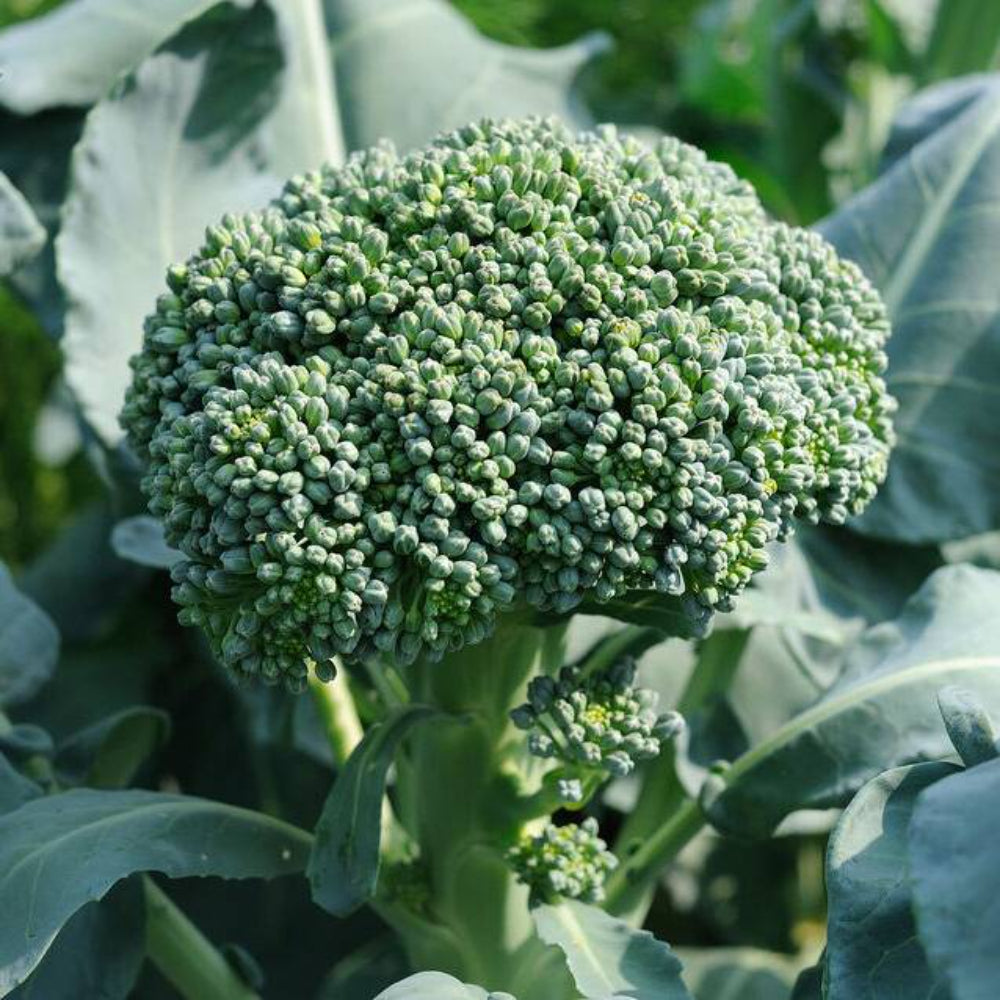 200 Broccoli Non-GMO Heirloom Vegetable Seeds | www.seedsplantworld.com