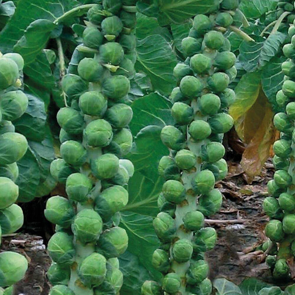 400 Brussels Sprouts Vegetable Seeds | www.seedsplantworld.com