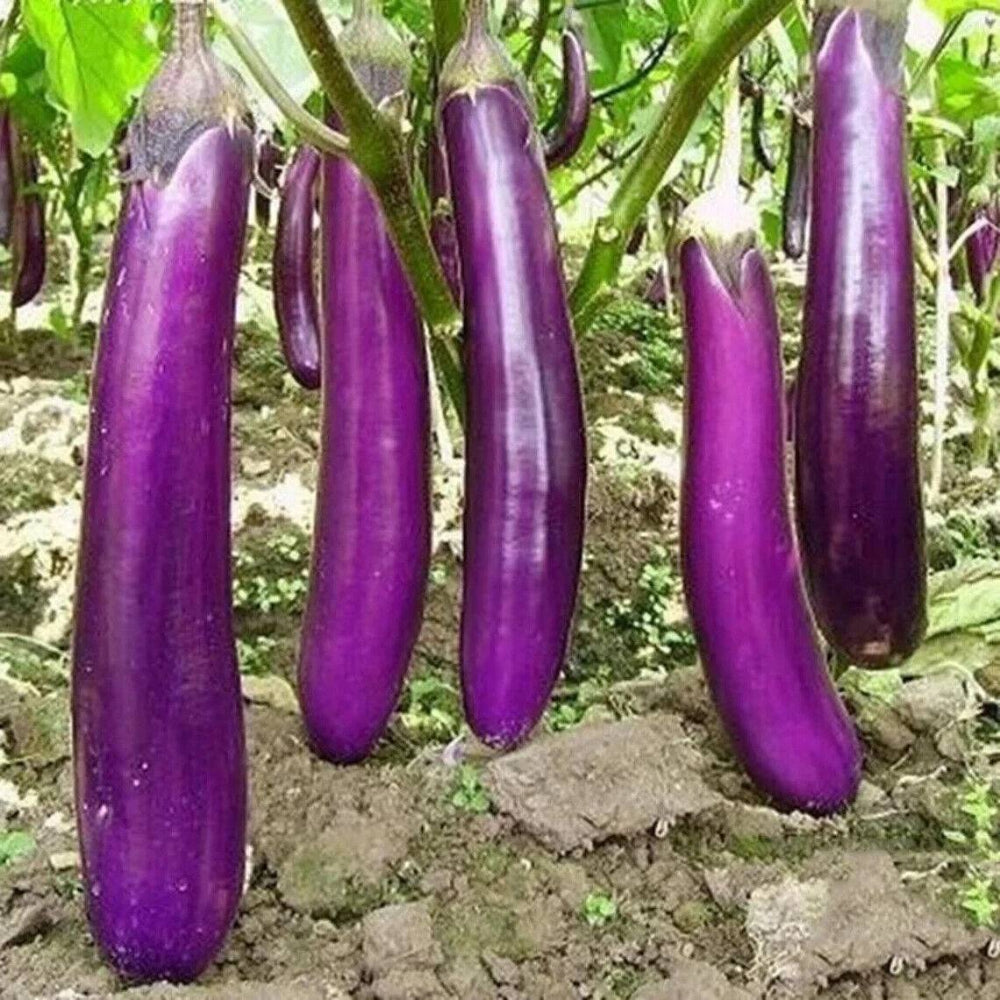 200 Long Purple Eggplant Vegetable Seeds | www.seedsplantworld.com