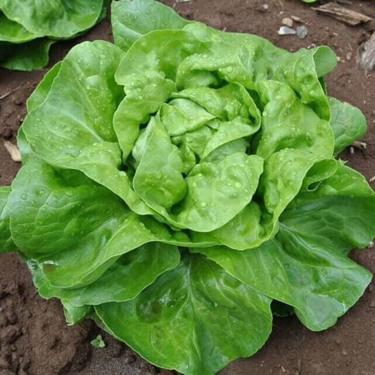 1200 Buttercrunch Lettuce Vegetable Seeds | www.seedsplantworld.com