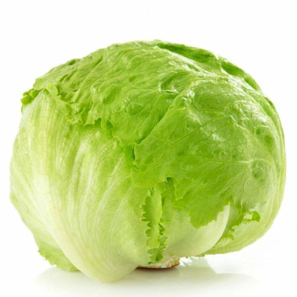 1200 Crisphead Iceberg Lettuce Non-GMO Vegetable Seeds | www.seedsplantworld.com