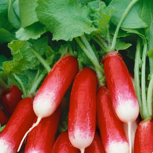 300 French Breakfast Radish Non-GMO Vegetable Seeds | www.seedsplantworld.com