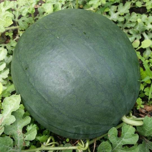 100 Sugar Baby Watermelon Vegetable Seeds | www.seedsplantworld.com