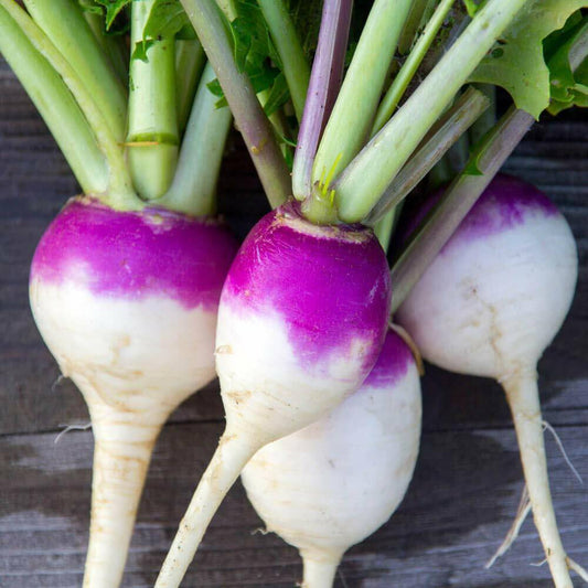 1200 Purple Top Turnip Non-GMO Vegetable Seeds | www.seedsplantworld.com