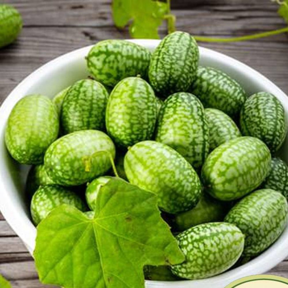 100 Mexican Gherkin Cucamelon Heirloom Mini Cucumbers Non-GMO Vegetable Seeds | www.seedsplantworld.com