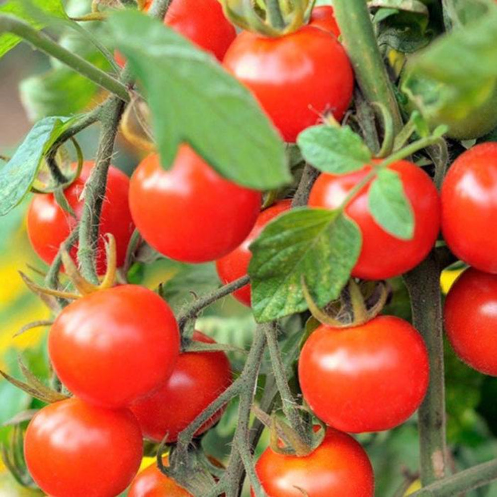 100 Large Red Cherry Tomato Heirloom Vegetable Seeds | www.seedsplantworld.com