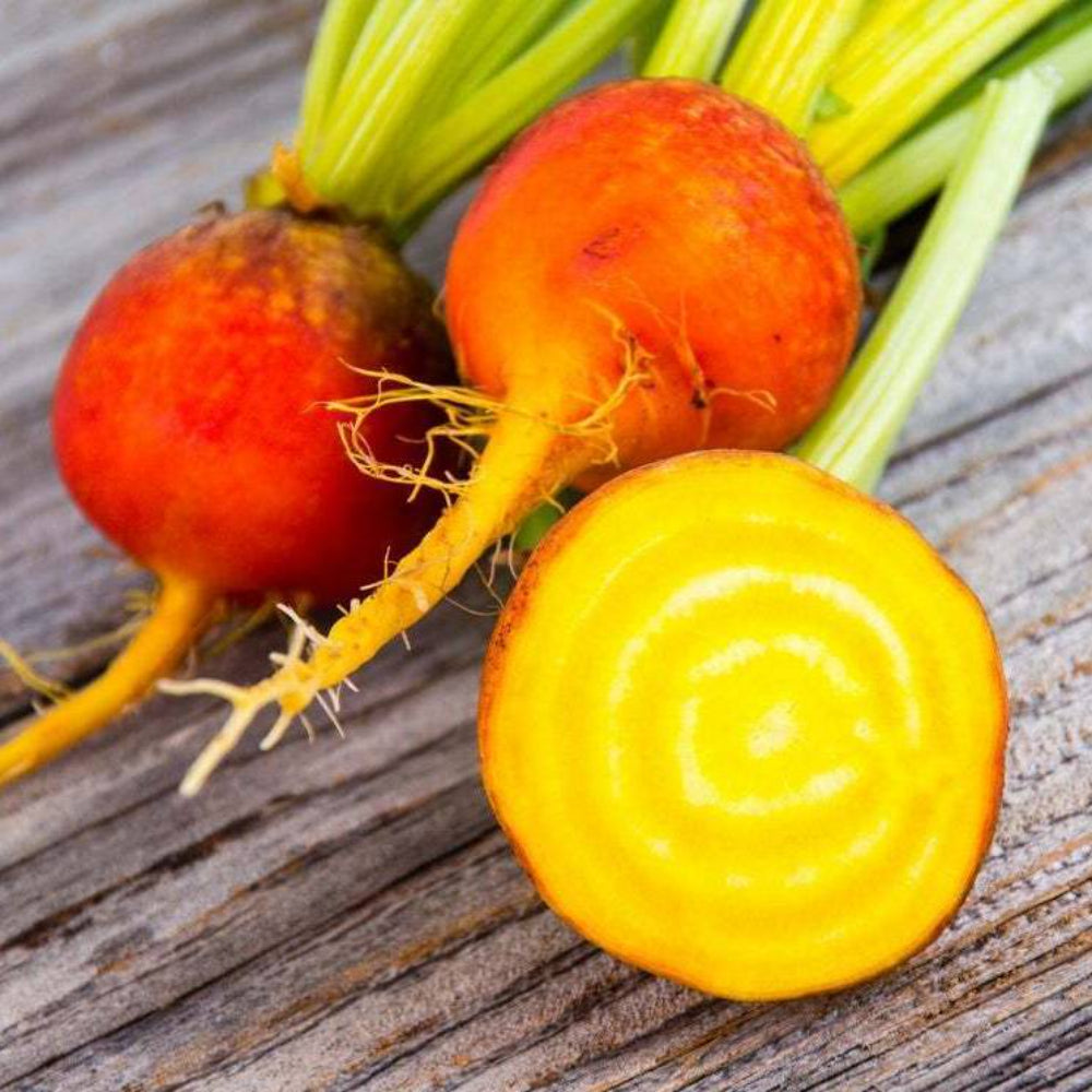 100 Golden Beet Heirloom Non-GMO Vegetable Seeds | www.seedsplantworld.com