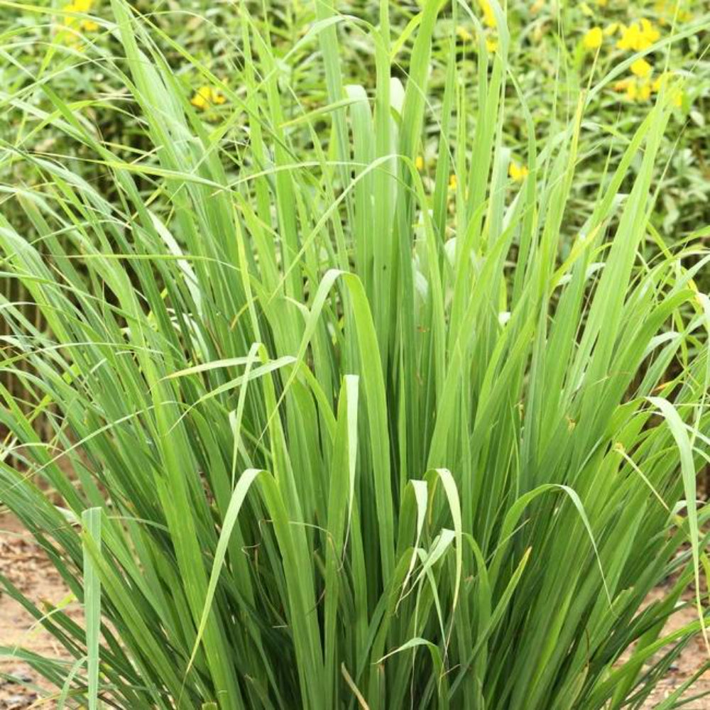 100 Lemon Grass Non-GMO Grass Seeds | www.seedsplantworld.com