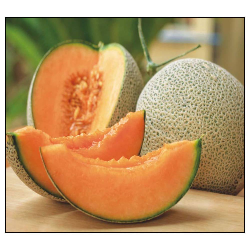 50 Jumbo Hales Cantaloupe Melon Non-GMO Heirloom Vegetable Seeds | www.seedsplantworld.com