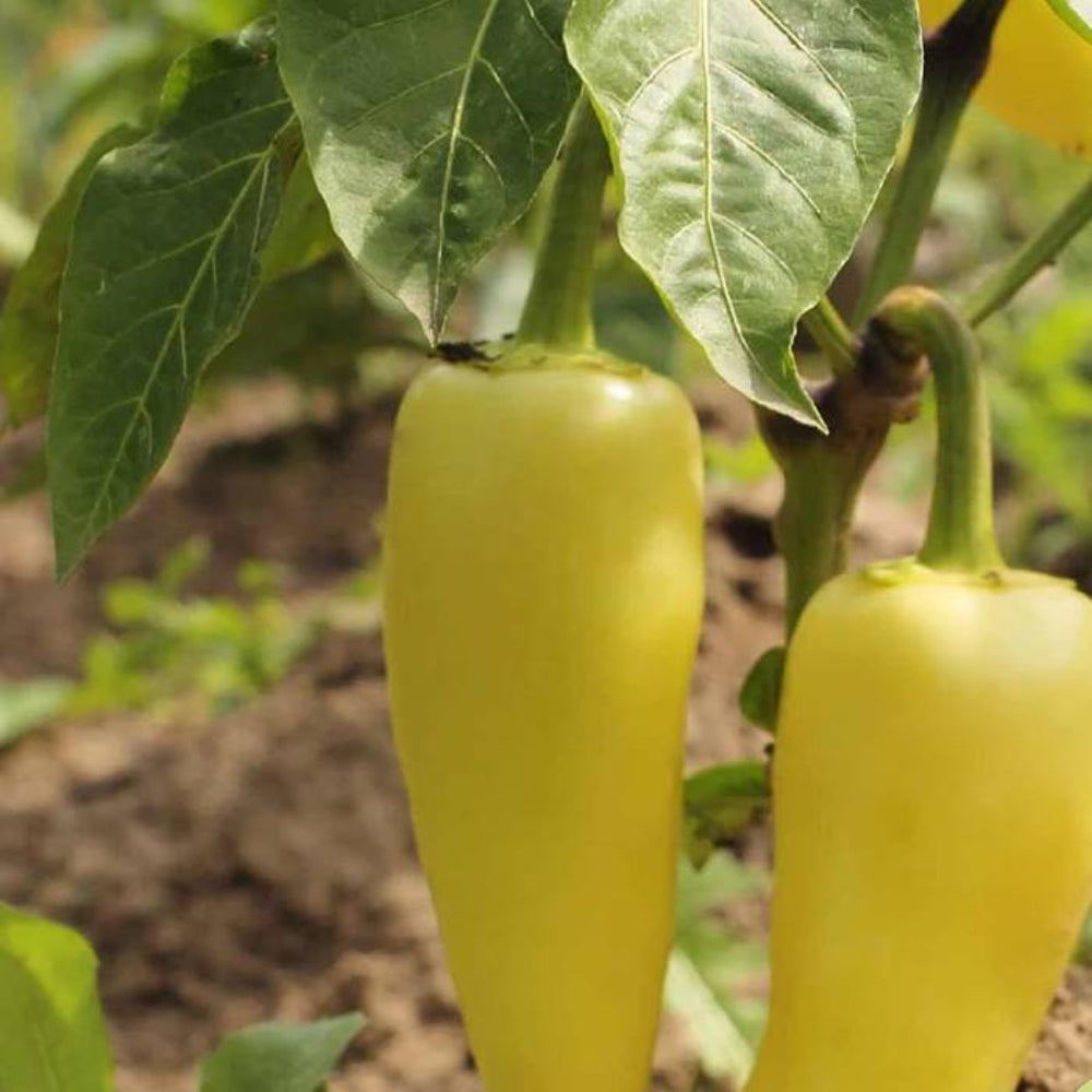 Hungarian Wax Pepper Non-GMO Vegetable Seeds | www.seedsplantworld.com