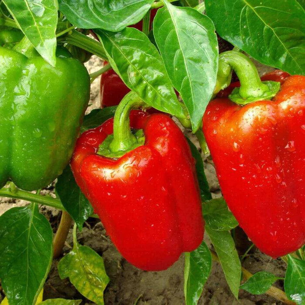 50 Sweet Red Bell Pepper Non-GMO Heirloom Vegetable Seeds | www.seedsplantworld.com