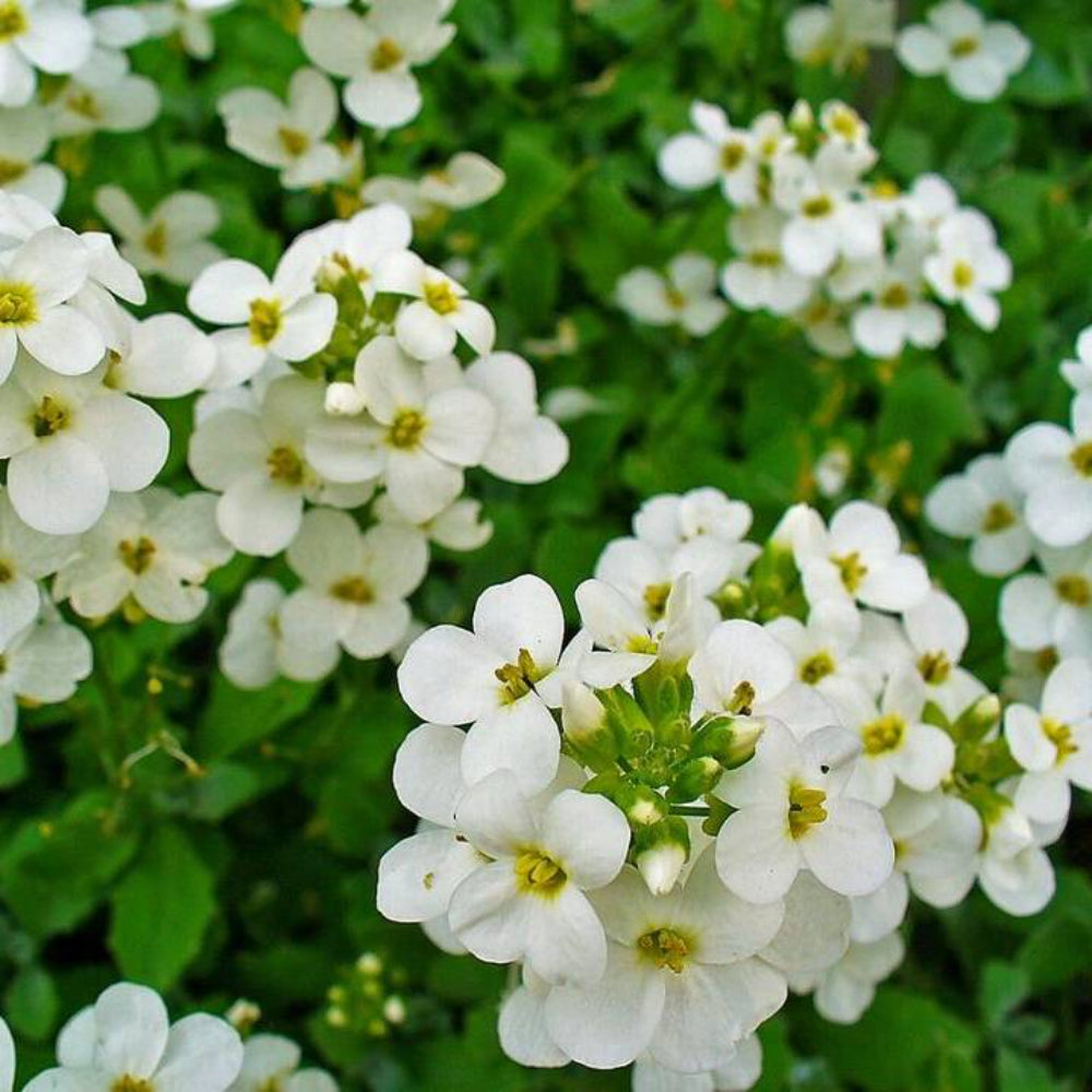 200 White Rock Cress Arabis Alpina Flower Seeds | www.seedsplantworld.com