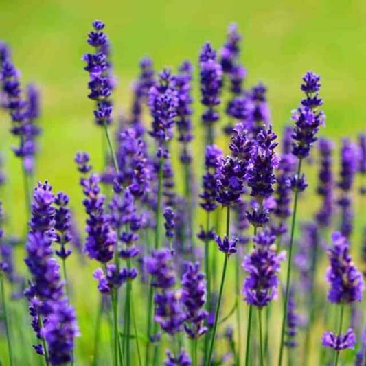 800 Lavender Grow Your Own Beautiful, Fragrant Lavender Flower Seeds | www.seedsplantworld.com