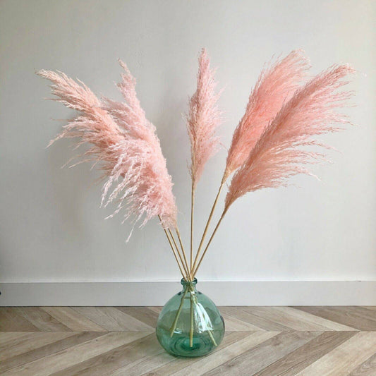 100 Pampas Grass Plant Flower Seeds | www.seedsplantworld.com