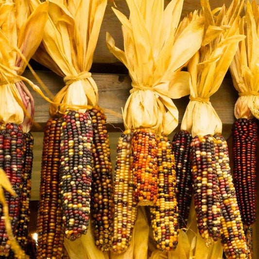 100 Rare Indian Ornamental Corn Non-GMO Vegetable Seeds | www.seedsplantworld.com