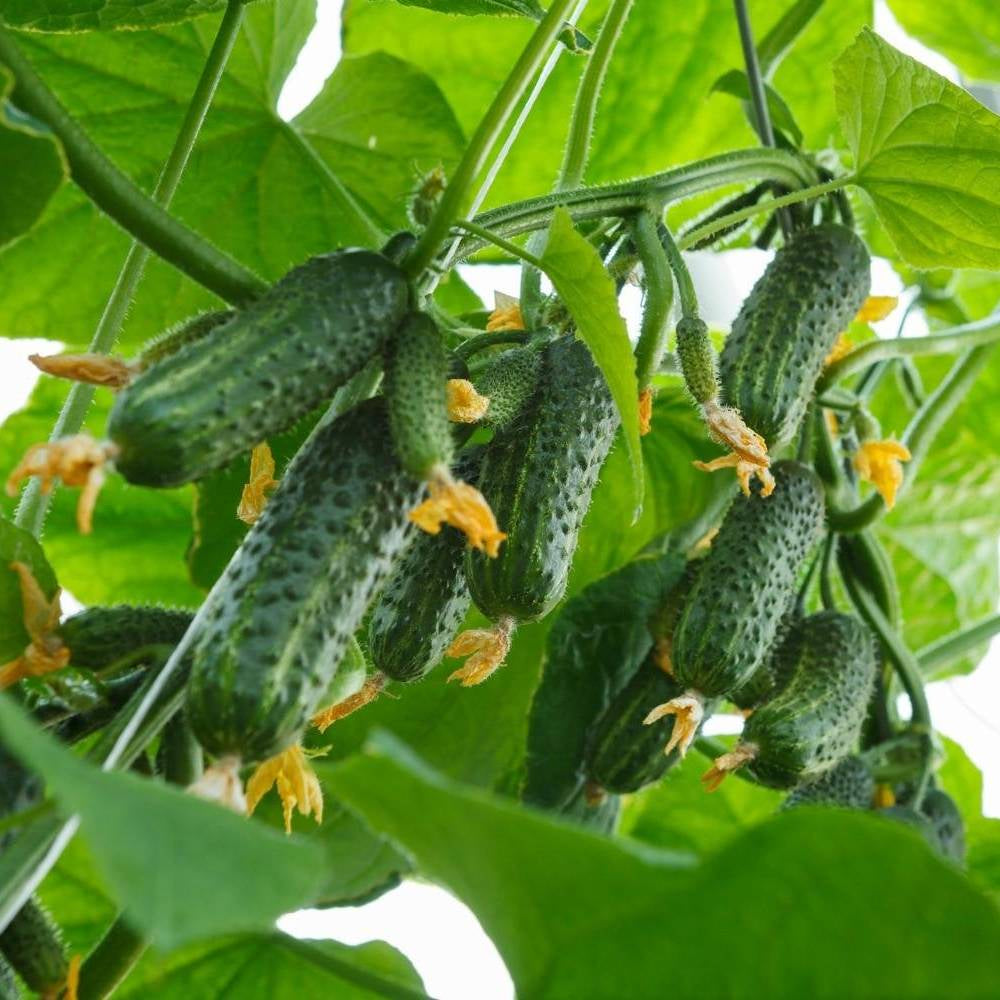 50 Boston Pickling Cucumber Vegetable Seeds | www.seedsplantworld.com