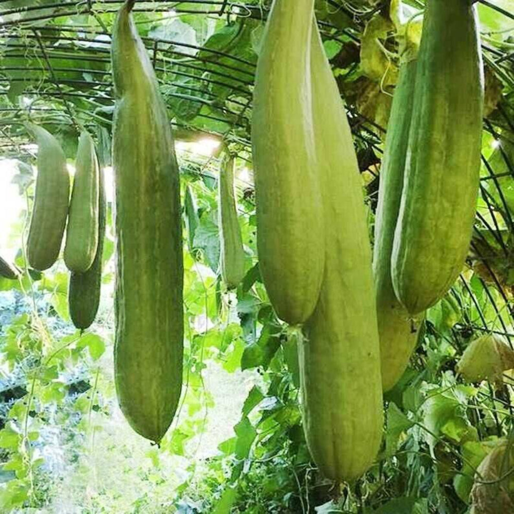 50 Armenian Yard Long Cucumber Non-GMO Vegetable Seeds | www.seedsplantworld.com