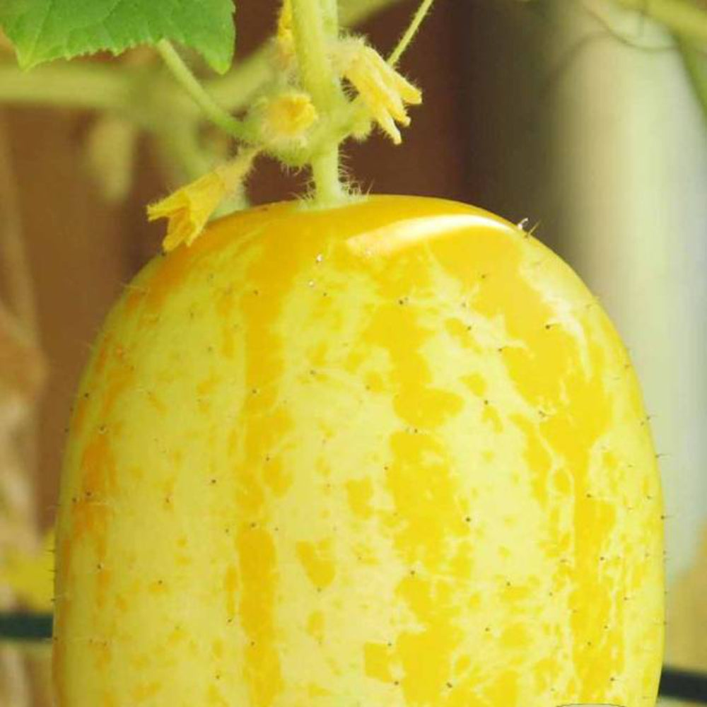 50 Lemon Cucumber Non-GMO Vegetable Seeds | www.seedsplantworld.com