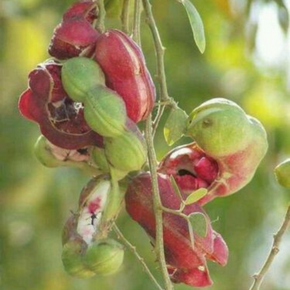 Guamuchil (Pithecellobium dulce) Fruit Tree