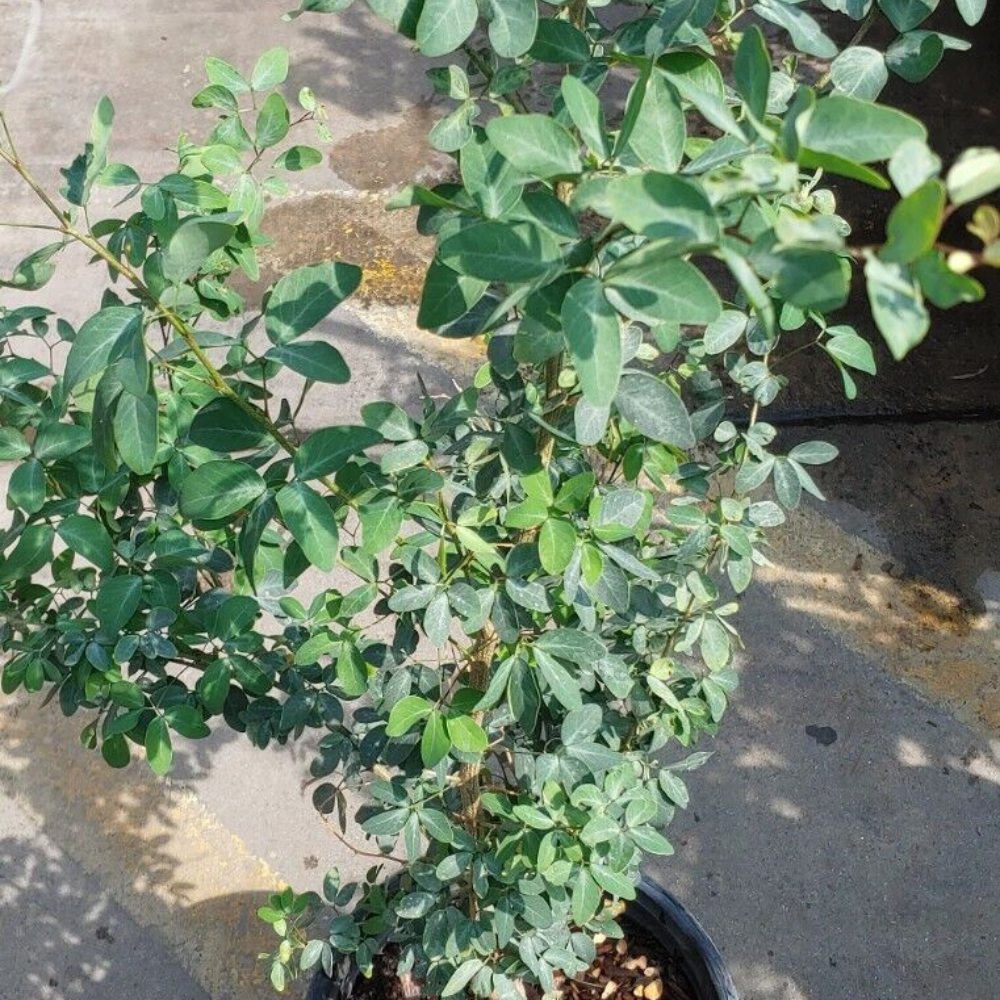 Guamuchil (Pithecellobium dulce) Fruit Tree