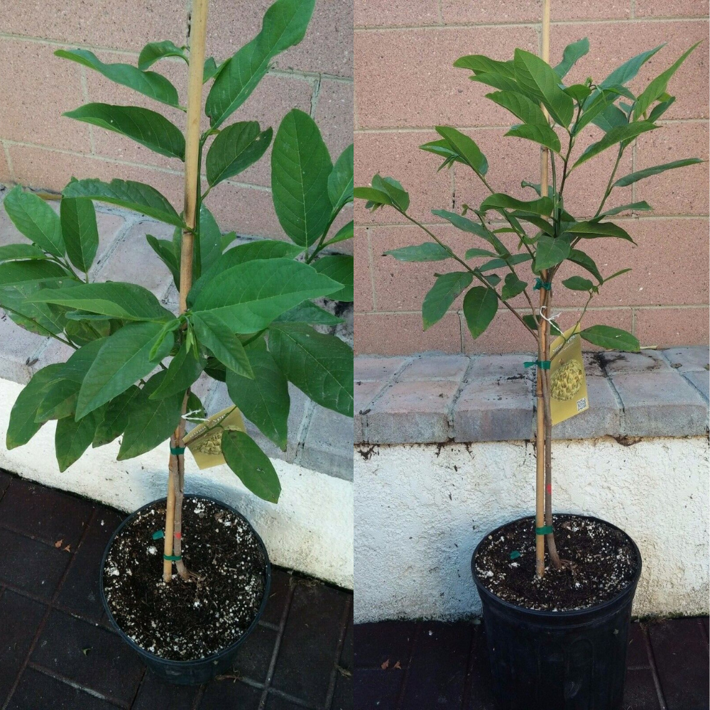 NA DAI Sugar Apple Annona Squamosa Tropical Fruit Tree (30~36 Inch Height)