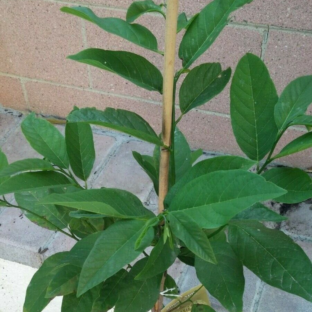 NA DAI Sugar Apple Annona Squamosa Tropical Fruit Tree (4~5 Feet Height)