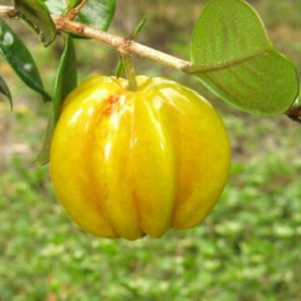 Star Cherry Tree Pitangatuba Fruit Tree