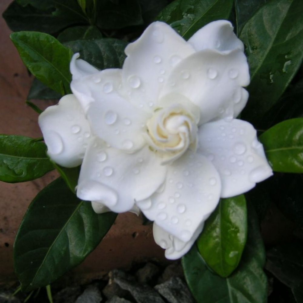 10 Gardenia Jasminoides Chuck Hayes Hardy Gardenia Seeds For Planting | www.seedsplantworld.com