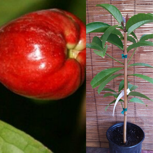 Malay Apple (Otaheite Apple)Tropical Fruit Tree | www.seedsplantworld.com