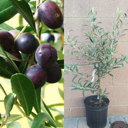 Olive Manzanillo Live Plants Fruit Tree | www.seedsplantworld.com
