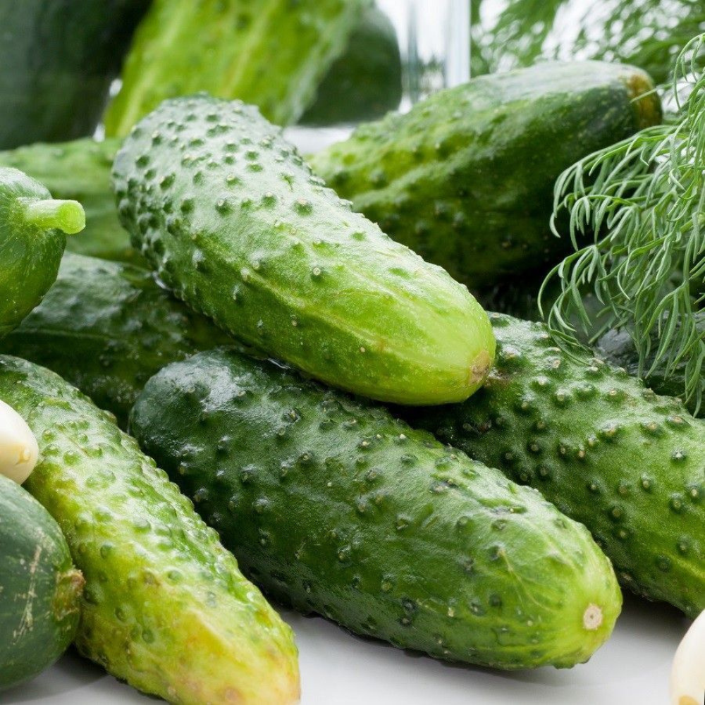 30 Wisconsin SMR 58 Pickling Cucumber NON-GMO Fruit Seeds | www.seedsplantworld.com