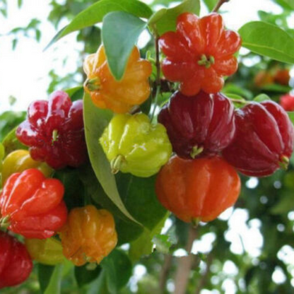 Surinam (pitanga) Cherry Tropical Fruit Tree