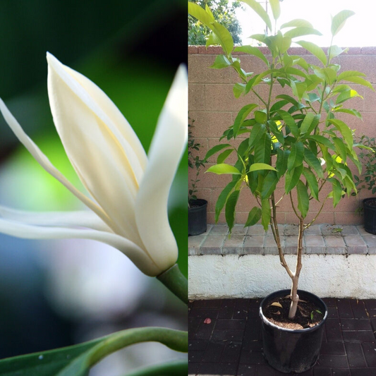 Michelia Alba/Magnolia Champaca Live Plant (White Flowers) | www.seedsplantworld.com