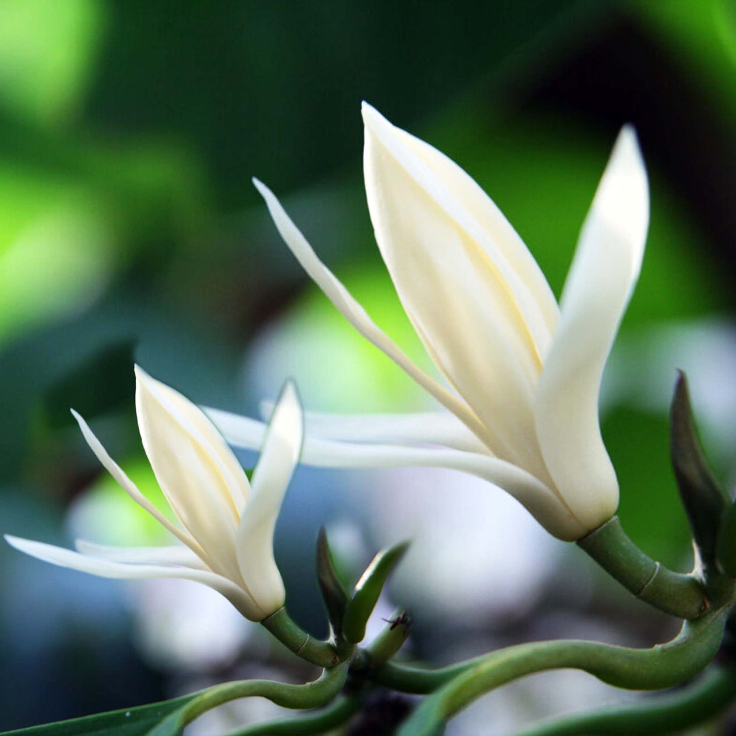 Michelia Alba/Magnolia Champaca Live Plant (White Flowers)