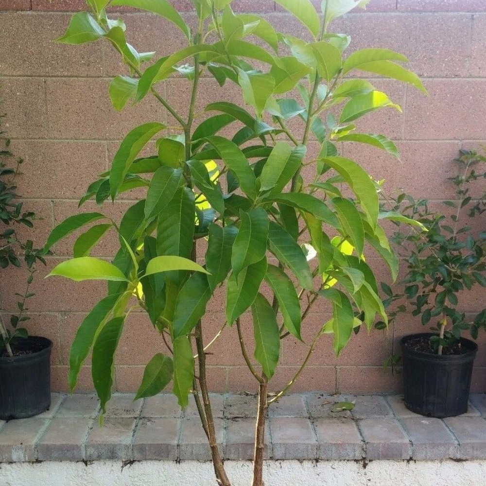 Michelia Alba/Magnolia Champaca Live Plant (White Flowers)