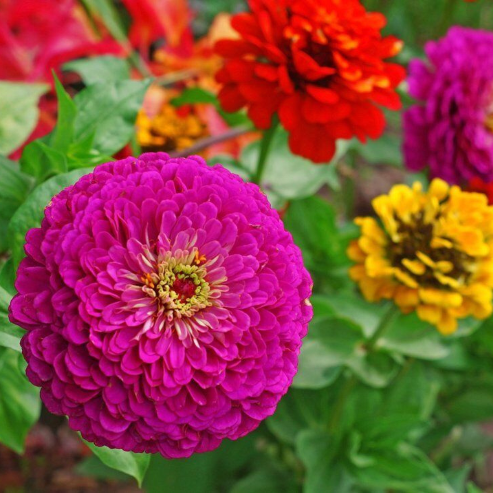 100 Zinnia Elegans Lilliput Mix NON-GMO Flower Seeds | www.seedsplantworld.com