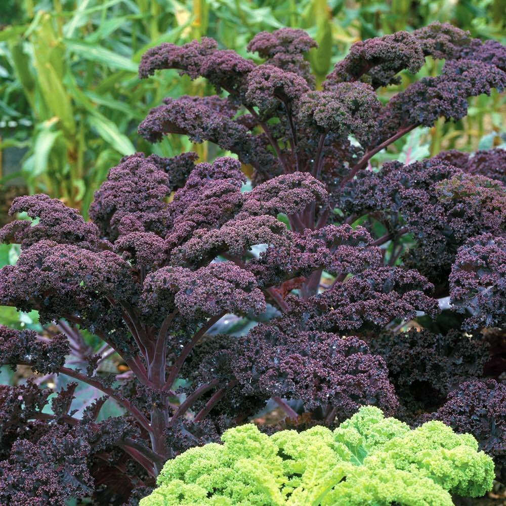 250 Scarlet Kale NON-GMO Dark Purple Ornamental And Edible Vegetable Seeds | www.seedsplantworld.com