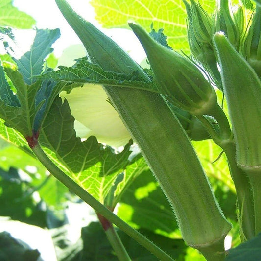 125 Cowhorn Okra NON-GMO Spineless Large Okra Vegetable Seeds | www.seedsplantworld.com