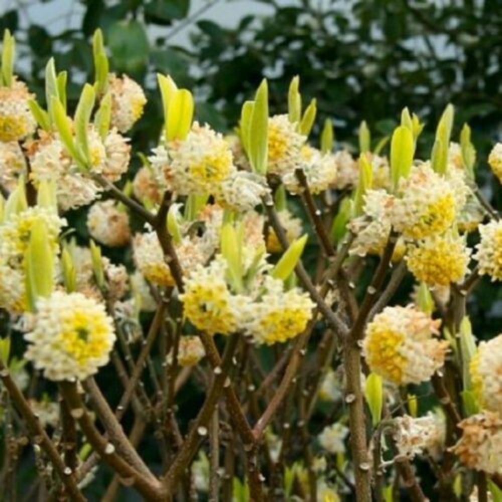 5 Edgeworthia Chrysantha Paperbush Fragrant Yellow Flowers Seeds For Planting | www.seedsplantworld.com