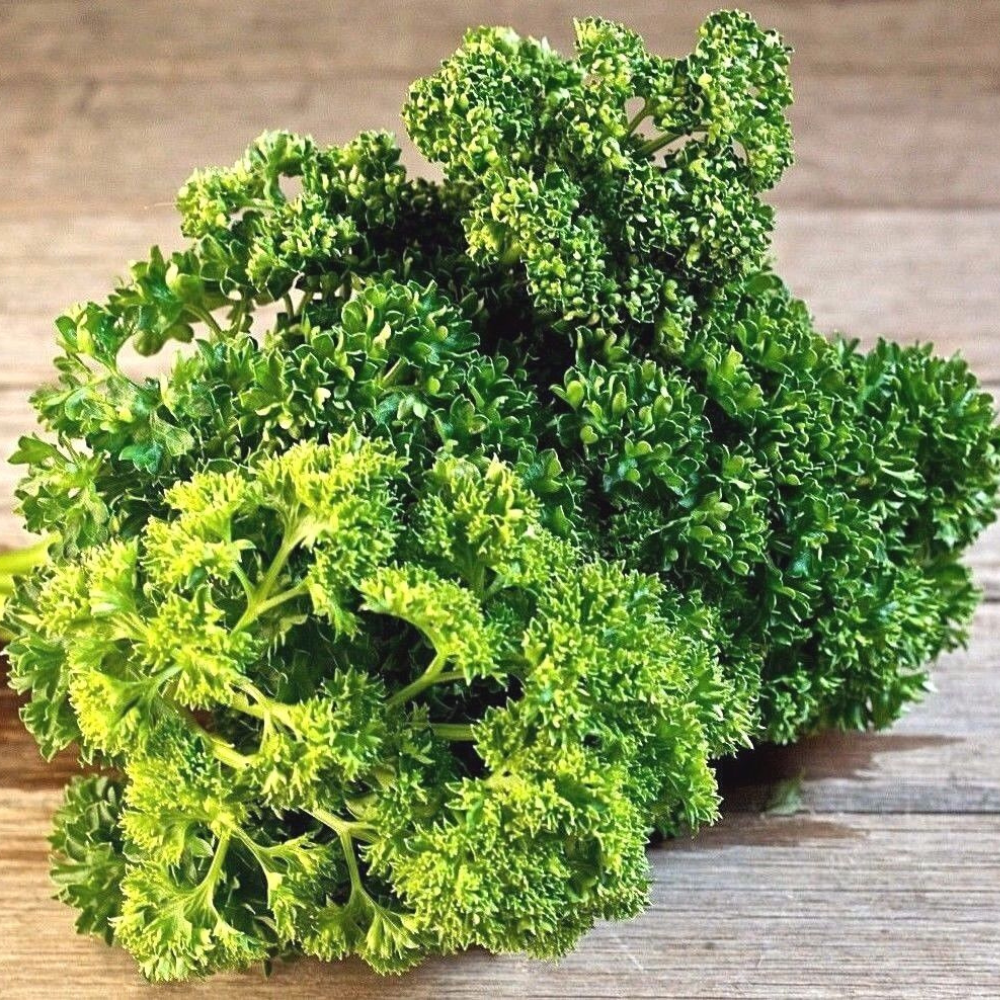 500 Triple Moss Curled Parsley NON-GMO Herb Seeds | www.seedsplantworld.com