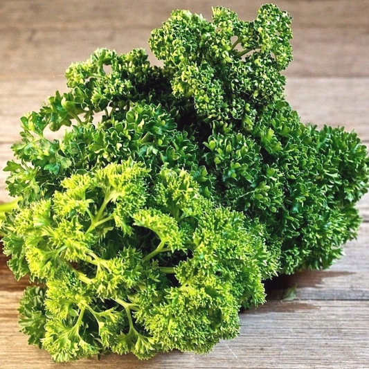 500 Triple Moss Curled Parsley NON-GMO Herb Seeds | www.seedsplantworld.com