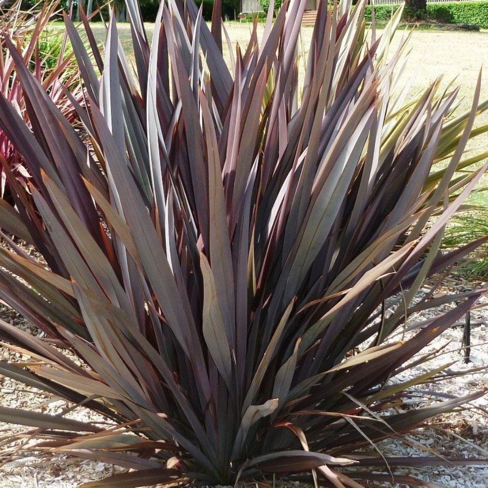 10 Phormium Tenax Atropurpureum Purple New Zealand Flax Seeds For Planting | www.seedsplantworld.com