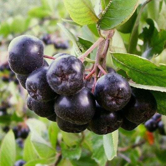 5 Aronia Melanocarpa Chokeberry Seeds For Planting | www.seedsplantworld.com